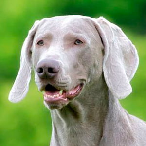 Todo Sobre El Perro Braco De Weimar Weimaraner Precios Tipos