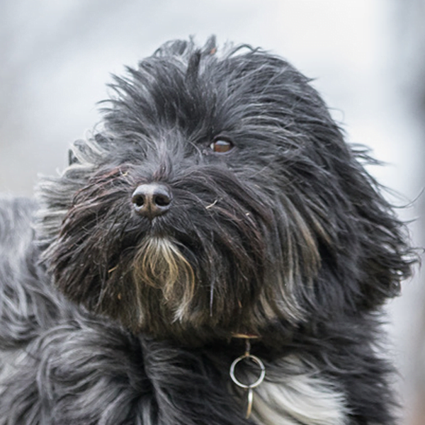 Todo Sobre El Perro Terrier Tibetano Tibetan Terrier Precios Tipos