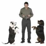 Dos Perros Suplicando