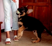 Adiestramiento del Cachorro