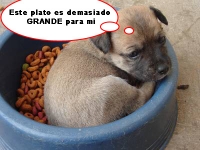 Cachorro en Plato Gigante