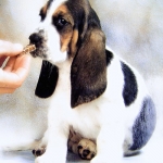 Cachorro recibiendo una recompensa