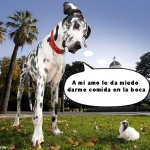 Gibson el perro mas grande del Mundo