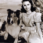 Lassie, Perros Actores