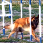 Perro Avanzando en Zigzag