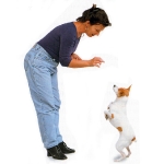 Perro caminando sobre sus patas traseras