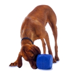 perro-con-cubo-buster