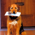 Perro con Fotos en la Boca