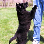 perro demandando atencion 