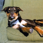 perro-durmiendo-sobre-sillon