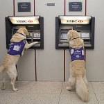 Perro Retirando Dinero