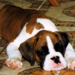 Perro Haciendo el Muerto