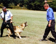 Perro Ladrando a un Intruso