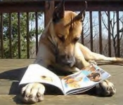 Perro leyendo Revista