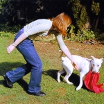 Perro Mordiendo Ropa