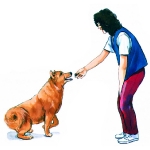 perro poniendo atencion 02 