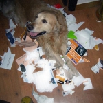 Perro rompiendo una revista