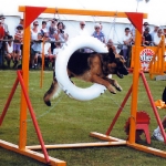 Perro saltando a traves de un Aro