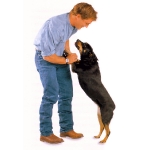 perro-saltando-sobre-persona