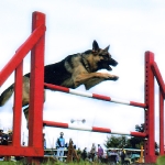 Perro Saltando una Valla