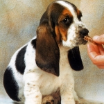 Premiando la buena conducta de un Perro