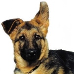 pastor aleman con sentimientos enfrentados 