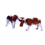 perros dandose la bienvenida 