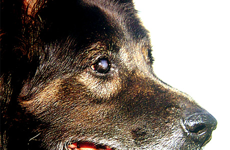 cambio de color de ojos de los perros