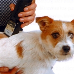 Afeitando a un Perro