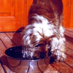 Alimentos para perros