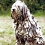 Bergamasco