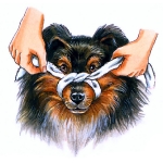 bozal de perro paso 1