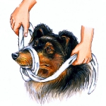 bozal de perro paso 2