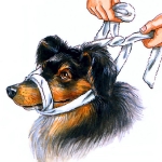 bozal de perro paso 3 