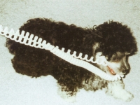 cachorro mordiendo cable