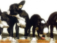 Cachorros Comiendo