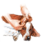 Limpiando con gotas los oidos de un perro