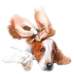 Limpiando con gotas los oidos de un perro