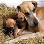madre y dos cachorros