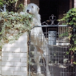 Perro asomandose por una cerca