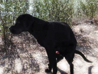 Perro con estreñimiento
