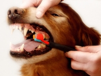 Cepillando los dientes de un Perro