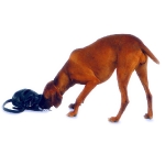 Perro husmeando en un bolso