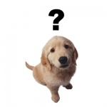 perropregunta.jpg