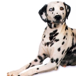 dalmata con ojos de color
