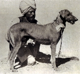 Galgo de Rampur