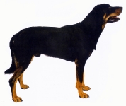 Huntaway de Nueva Zelanda 