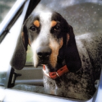 Perro asomando la cabeza por la vantanilla del coche