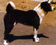 Perro Kintamani