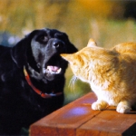 Perro ladrando a un gato